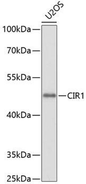 Epigenetics and Nuclear Signaling Antibodies 1 Anti-CIR1 Antibody CAB10133