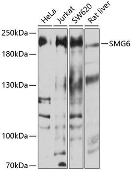 Epigenetics and Nuclear Signaling Antibodies 1 Anti-SMG6 Antibody CAB10141