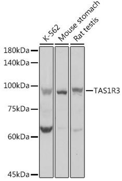 Signal Transduction Antibodies 1 Anti-TAS1R3 Antibody CAB10157