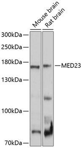 Epigenetics and Nuclear Signaling Antibodies 1 Anti-MED23 Antibody CAB10163
