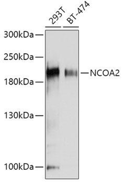 KO Validated Antibodies 1 Anti-NCOA2 Antibody CAB10280KO Validated