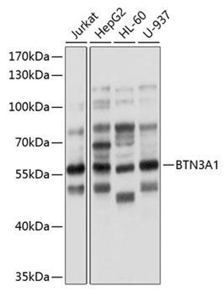 Immunology Antibodies 1 Anti-BTN3A1 Antibody CAB10288