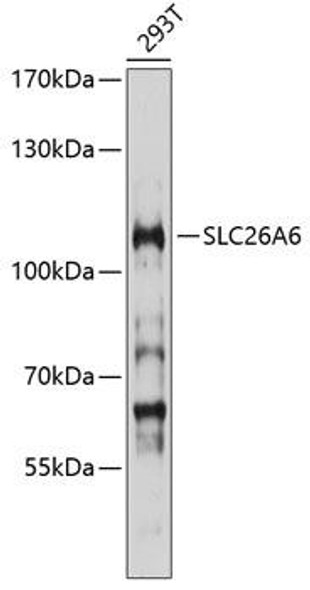 Signal Transduction Antibodies 1 Anti-SLC26A6 Antibody CAB10323