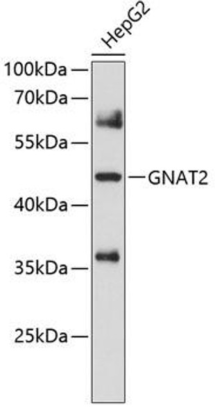 Signal Transduction Antibodies 1 Anti-GNAT2 Antibody CAB10352