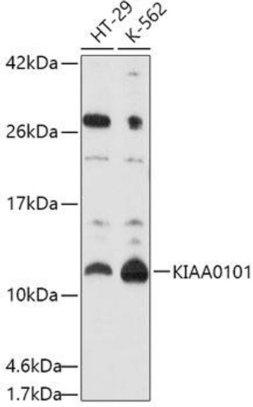 Epigenetics and Nuclear Signaling Antibodies 1 Anti-KIAA0101 Antibody CAB10357