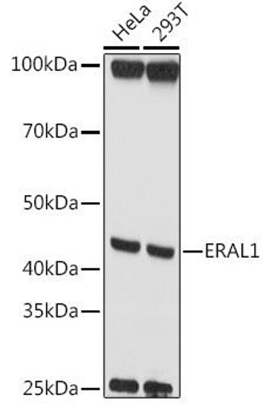 Cell Biology Antibodies 1 Anti-ERAL1 Antibody CAB10382