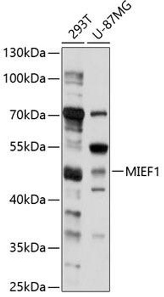 Cell Biology Antibodies 1 Anti-MIEF1 Antibody CAB10396