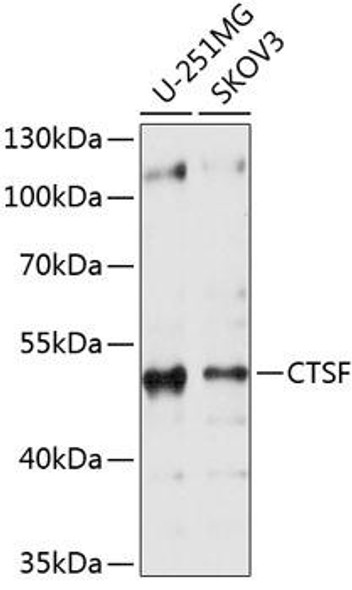 Cell Biology Antibodies 1 Anti-CTSF Antibody CAB10469