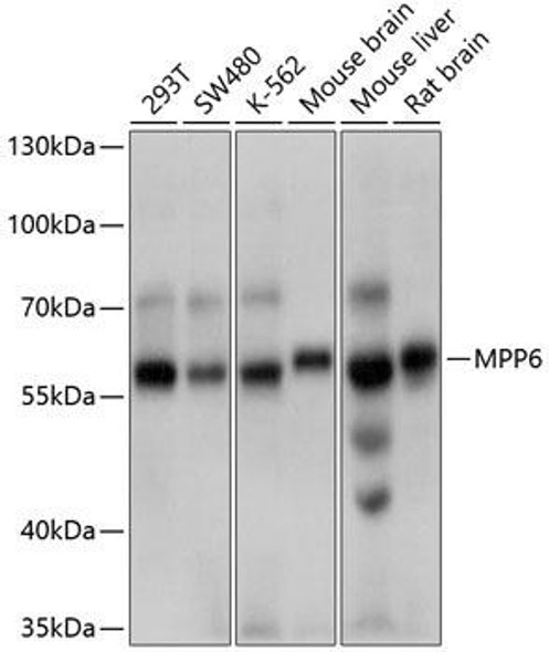 Cell Biology Antibodies 2 Anti-MPP6 Antibody CAB10509