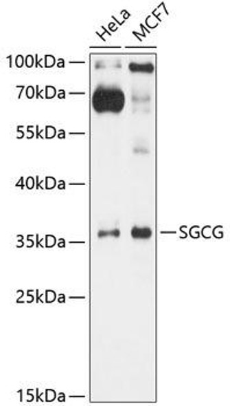 Cell Biology Antibodies 2 Anti-SGCG Antibody CAB10540