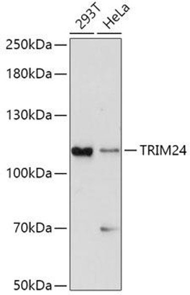 Epigenetics and Nuclear Signaling Antibodies 1 Anti-TRIM24 Antibody CAB10546