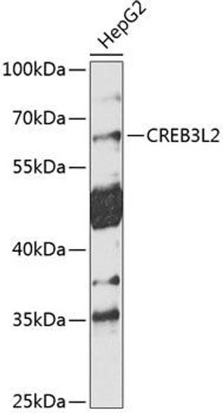 Epigenetics and Nuclear Signaling Antibodies 1 Anti-CREB3L2 Antibody CAB10554