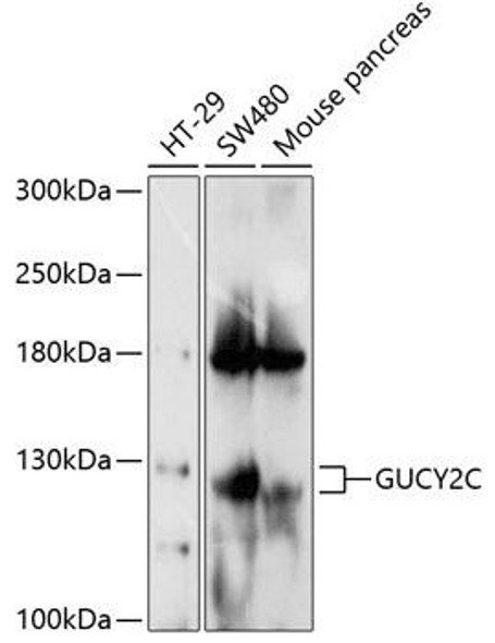 Metabolism Antibodies 1 Anti-GUCY2C Antibody CAB10562