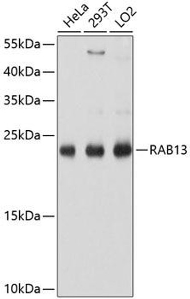 Cell Biology Antibodies 2 Anti-RAB13 Antibody CAB10571