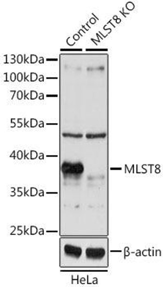 KO Validated Antibodies 1 Anti-MLST8 Antibody CAB1059KO Validated