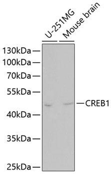 Cell Biology Antibodies 2 Anti-CREB1 Antibody CAB11064