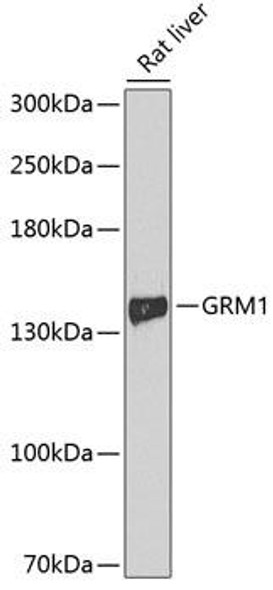 Cell Biology Antibodies 2 Anti-GRM1 Antibody CAB11094