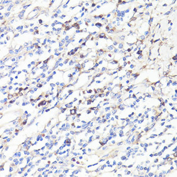 Immunology Antibodies 1 Anti-IL-6 Antibody CAB11115