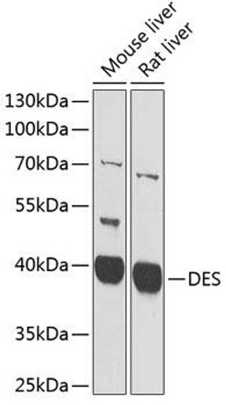 Cell Biology Antibodies 2 Anti-DES Antibody CAB1116