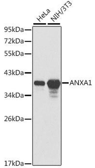 KO Validated Antibodies 1 Anti-ANXA1 Antibody CAB1118KO Validated