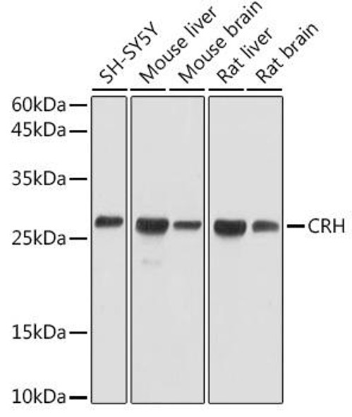 Cell Biology Antibodies 2 Anti-CRH Antibody CAB1122