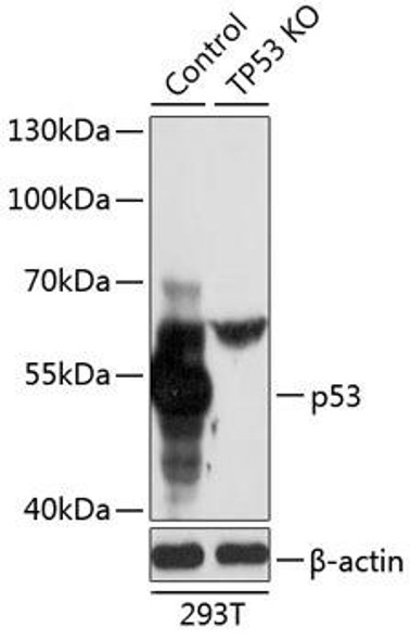 KO Validated Antibodies 1 Anti-p53 Antibody CAB11232KO Validated