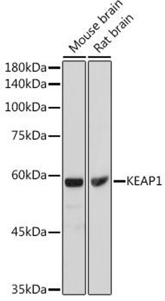 Immunology Antibodies 1 Anti-KEAP1 Antibody CAB11258