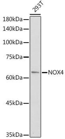 KO Validated Antibodies 1 Anti-NOX4 Antibody CAB11274KO Validated