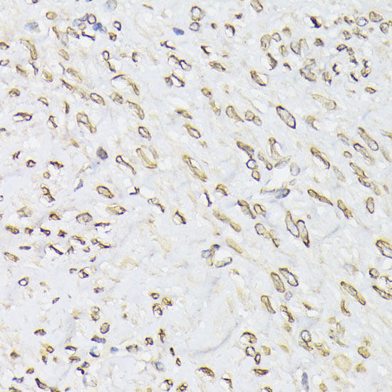 Cell Biology Antibodies 2 Anti-EMD Antibody CAB1132