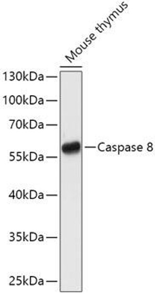 Cell Death Antibodies 1 Anti-Caspase-8 Antibody CAB11324