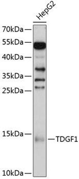 Cell Biology Antibodies 2 Anti-TDGF1 Antibody CAB11415