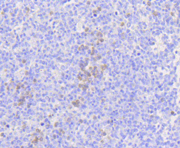 Cell Death Antibodies 1 Anti-MLKL Antibody CAB11458