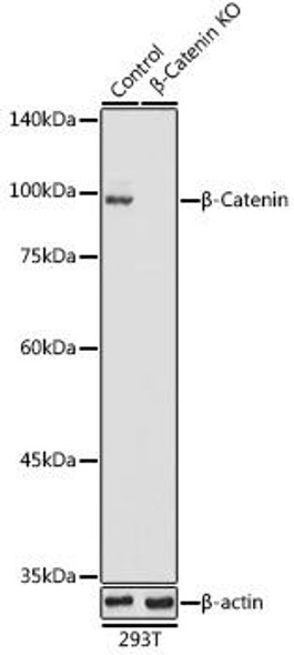 KO Validated Antibodies 1 Anti-Beta-Catenin Antibody CAB11512KO Validated