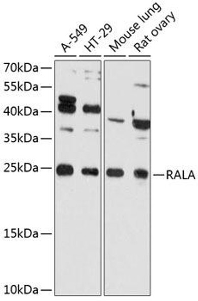 Cell Cycle Antibodies 1 Anti-RALA Antibody CAB11736