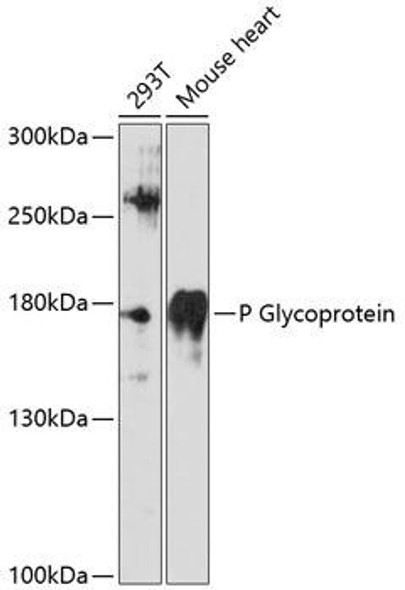 Signal Transduction Antibodies 1 Anti-P Glycoprotein Antibody CAB11758