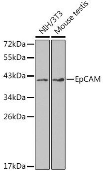 Cell Biology Antibodies 2 Anti-EpCAM Antibody CAB1177