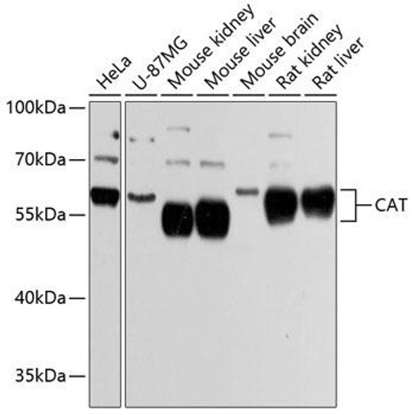 Signal Transduction Antibodies 1 Anti-CAT Antibody CAB11777