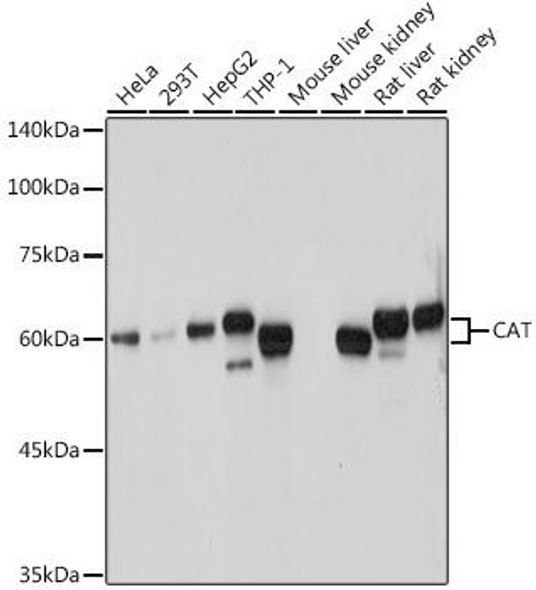 Signal Transduction Antibodies 1 Anti-CAT Antibody CAB11780