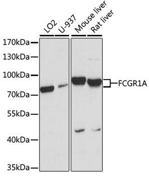 Immunology Antibodies 1 Anti-FCGR1A Antibody CAB1197