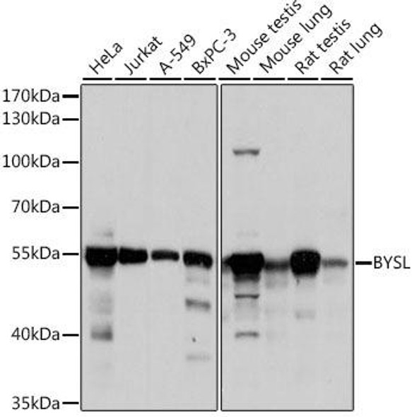 Cell Biology Antibodies 2 Anti-BYSL Antibody CAB11993