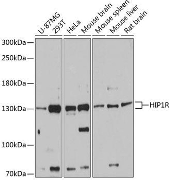 Cell Biology Antibodies 2 Anti-HIP1R Antibody CAB12026