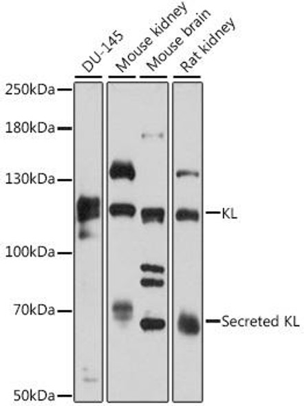 Cell Biology Antibodies 2 Anti-KL Antibody CAB12028