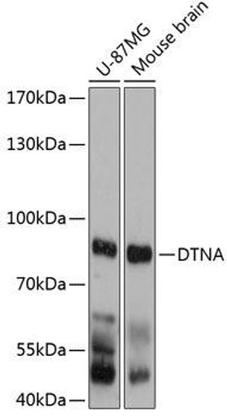 Cell Biology Antibodies 2 Anti-DTNA Antibody CAB12067