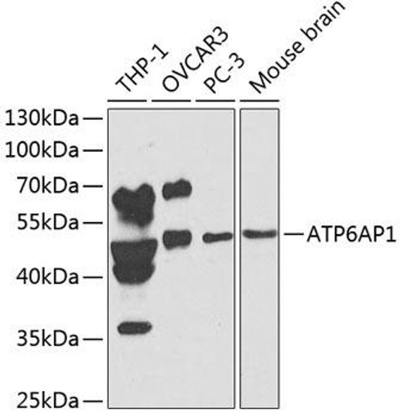 Signal Transduction Antibodies 1 Anti-ATP6AP1 Antibody CAB1209