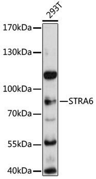 Signal Transduction Antibodies 1 Anti-STRA6 Antibody CAB12126