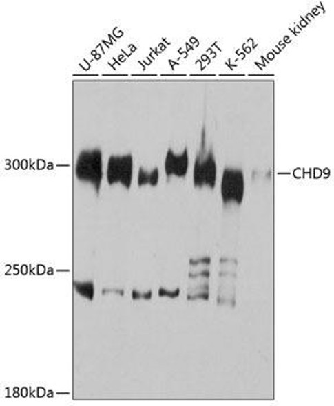 Epigenetics and Nuclear Signaling Antibodies 1 Anti-CHD9 Antibody CAB12147