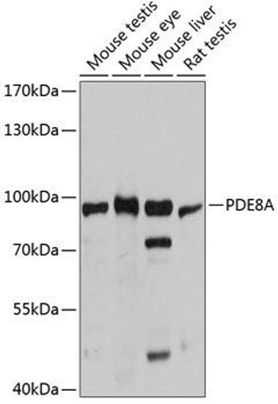 Cell Biology Antibodies 2 Anti-PDE8A Antibody CAB12187