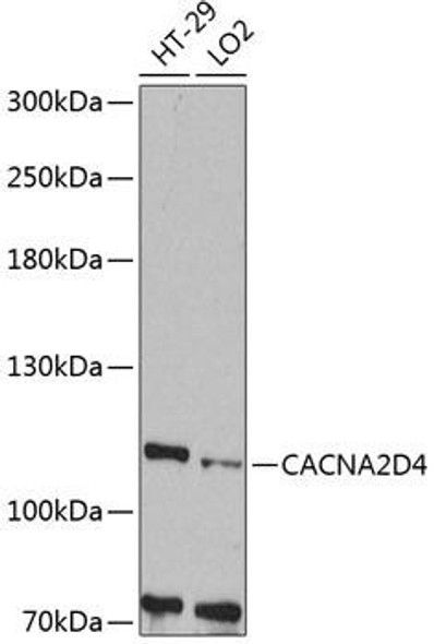 Cell Biology Antibodies 2 Anti-CACNA2D4 Antibody CAB12206