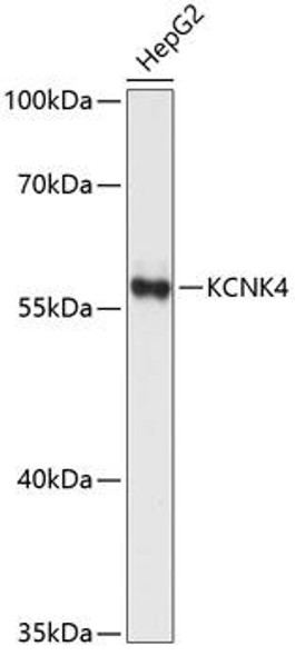 Signal Transduction Antibodies 1 Anti-KCNK4 Antibody CAB12217
