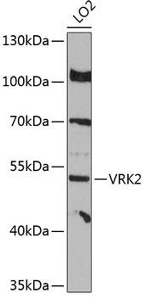 Immunology Antibodies 1 Anti-VRK2 Antibody CAB12243